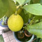 ヒメ日記 2025/11/15 12:44 投稿 みずほ 千葉松戸ちゃんこ