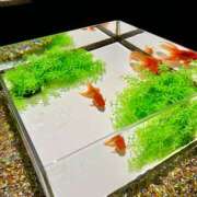 ヒメ日記 2026/02/12 19:17 投稿 みずほ 千葉松戸ちゃんこ