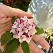 ヒメ日記 2026/03/05 13:31 投稿 みずほ 千葉松戸ちゃんこ