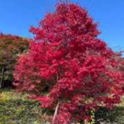 ヒメ日記 2025/11/13 12:03 投稿 天使　つむぎ 川崎南町人妻高級ソープ エル・カーヒル(ELCURHIL)秘密の刻