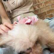 ヒメ日記 2025/07/28 12:02 投稿 あめ JAPAN CLUB BUNNY LOUNGE