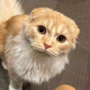 ヒメ日記 2025/08/09 20:00 投稿 あめ JAPAN CLUB BUNNY LOUNGE