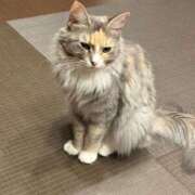 ヒメ日記 2025/08/15 22:00 投稿 あめ JAPAN CLUB BUNNY LOUNGE