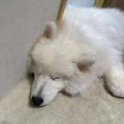 ヒメ日記 2025/12/22 12:30 投稿 あめ JAPAN CLUB BUNNY LOUNGE