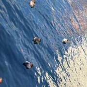 ヒメ日記 2026/01/12 06:00 投稿 あめ JAPAN CLUB BUNNY LOUNGE