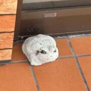 ヒメ日記 2026/01/24 06:15 投稿 あめ JAPAN CLUB BUNNY LOUNGE