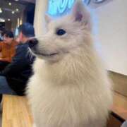 ヒメ日記 2026/01/24 18:00 投稿 あめ JAPAN CLUB BUNNY LOUNGE