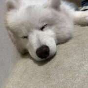 ヒメ日記 2026/01/26 13:30 投稿 あめ JAPAN CLUB BUNNY LOUNGE