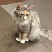 ヒメ日記 2026/02/16 17:00 投稿 あめ JAPAN CLUB BUNNY LOUNGE