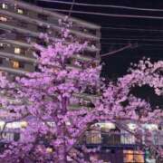 ヒメ日記 2026/04/07 09:07 投稿 あめ JAPAN CLUB BUNNY LOUNGE