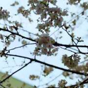 ヒメ日記 2026/04/27 13:00 投稿 あめ JAPAN CLUB BUNNY LOUNGE