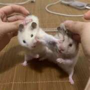 ヒメ日記 2025/06/24 20:00 投稿 ゆき 上野ハンドメイド