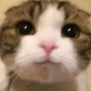 ヒメ日記 2025/10/24 17:36 投稿 ゆき 上野ハンドメイド