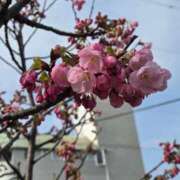 ヒメ日記 2026/03/28 13:44 投稿 鈴原恵美 五十路マダム　広島店