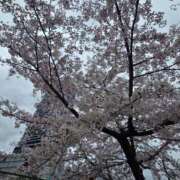 ヒメ日記 2026/04/01 11:42 投稿 鈴原恵美 五十路マダム　広島店