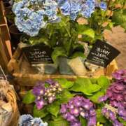 ヒメ日記 2025/06/27 09:44 投稿 せりな 熟女デリヘル倶楽部