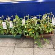 ヒメ日記 2025/07/06 10:45 投稿 せりな 熟女デリヘル倶楽部