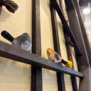 ヒメ日記 2025/11/27 18:00 投稿 せりな 熟女デリヘル倶楽部