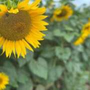 なでしこ 改めます🙇‍♀️ 奥様はエンジェル　立川店