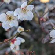 ヒメ日記 2026/02/01 18:59 投稿 岩下 鶯谷デッドボール