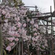 ヒメ日記 2026/03/24 19:24 投稿 岩下 鶯谷デッドボール