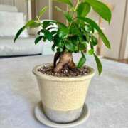 ヒメ日記 2025/05/27 09:30 投稿 一峰菜々緒 札幌ソフィア