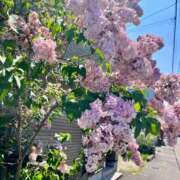 ヒメ日記 2025/05/28 12:14 投稿 一峰菜々緒 札幌ソフィア