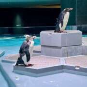 ヒメ日記 2025/09/19 17:36 投稿 一峰菜々緒 札幌ソフィア