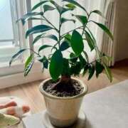 ヒメ日記 2025/10/29 08:19 投稿 一峰菜々緒 札幌ソフィア