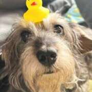 ヒメ日記 2026/04/07 22:13 投稿 まみ 秋葉原コスプレ学園in仙台