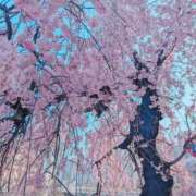 ヒメ日記 2026/03/29 10:12 投稿 まゆ ふわもこ人妻ランド　那須塩原店