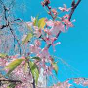 ヒメ日記 2026/04/12 10:18 投稿 まゆ ふわもこ人妻ランド　那須塩原店