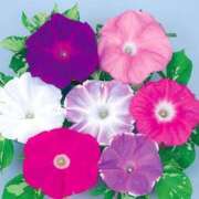 なな ありがとう🌻 熟女の風俗最終章 仙台店