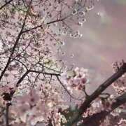 ヒメ日記 2026/04/01 16:09 投稿 まゆか CECIL