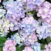 ヒメ日記 2026/06/11 10:30 投稿 夢乃(ゆめの) 可憐な妻たち 太田店