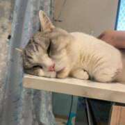 ヒメ日記 2025/07/06 10:15 投稿 リンネ Club Hearts