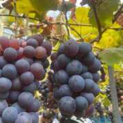 ヒメ日記 2025/10/16 12:02 投稿 リンネ Club Hearts