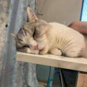 ヒメ日記 2025/10/21 10:08 投稿 リンネ Club Hearts