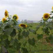 ヒメ日記 2025/09/02 23:30 投稿 みく 激安ドットコム