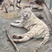 ヒメ日記 2026/01/12 13:23 投稿 るりの 丸妻 横浜本店