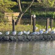 ヒメ日記 2026/04/13 16:43 投稿 陽羅莉-ひらり【FG系列】 ほんつま 町田/相模原店