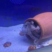 ヒメ日記 2025/08/15 14:27 投稿 るみ【新人】 LOVE MISSILE（ラブミサイル）