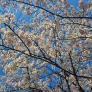 のの [お題]from:宴会部長さん　お花見しました！見るだけ 激安ドットコム