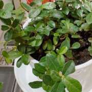 ヒメ日記 2025/09/18 01:23 投稿 今井 ももか 絢(あや)