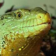 ヒメ日記 2026/03/31 23:54 投稿 かぐや ムーランルージュ