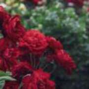 ヒメ日記 2025/06/03 08:54 投稿 吉田えりな プランタン大塚