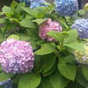 ヒメ日記 2025/06/03 18:19 投稿 吉田えりな プランタン大塚