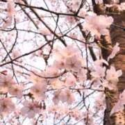 ヒメ日記 2026/03/31 10:55 投稿 環奈(かんな) 可憐な妻たち 高崎店