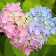 ヒメ日記 2026/06/19 20:14 投稿 森香澄 五十路マダム　広島店