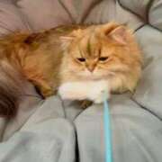 ヒメ日記 2025/07/05 08:07 投稿 小花かりん -NEO-皇帝別館（中央街）